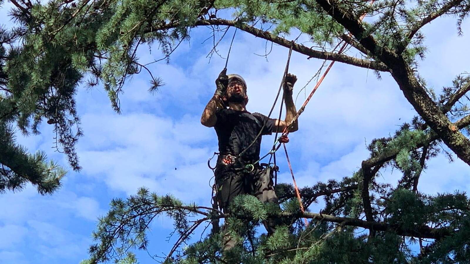 Un arboricoltore di Baumservice a Bolzano controlla le funi per la potatura di un albero