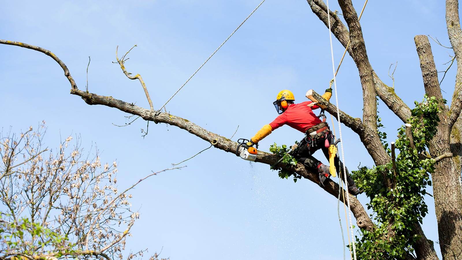 Ein Baumservice-Spezialist in Bozen bei der Beseitigung eines gefährlichen Zweiges