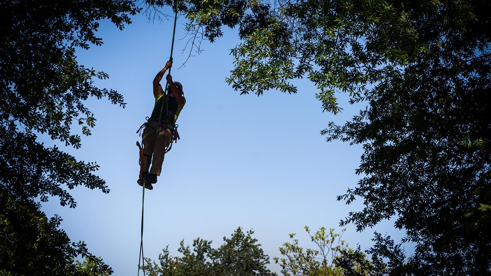 Dettaglio di uno specialista di arboricoltura a Bolzano