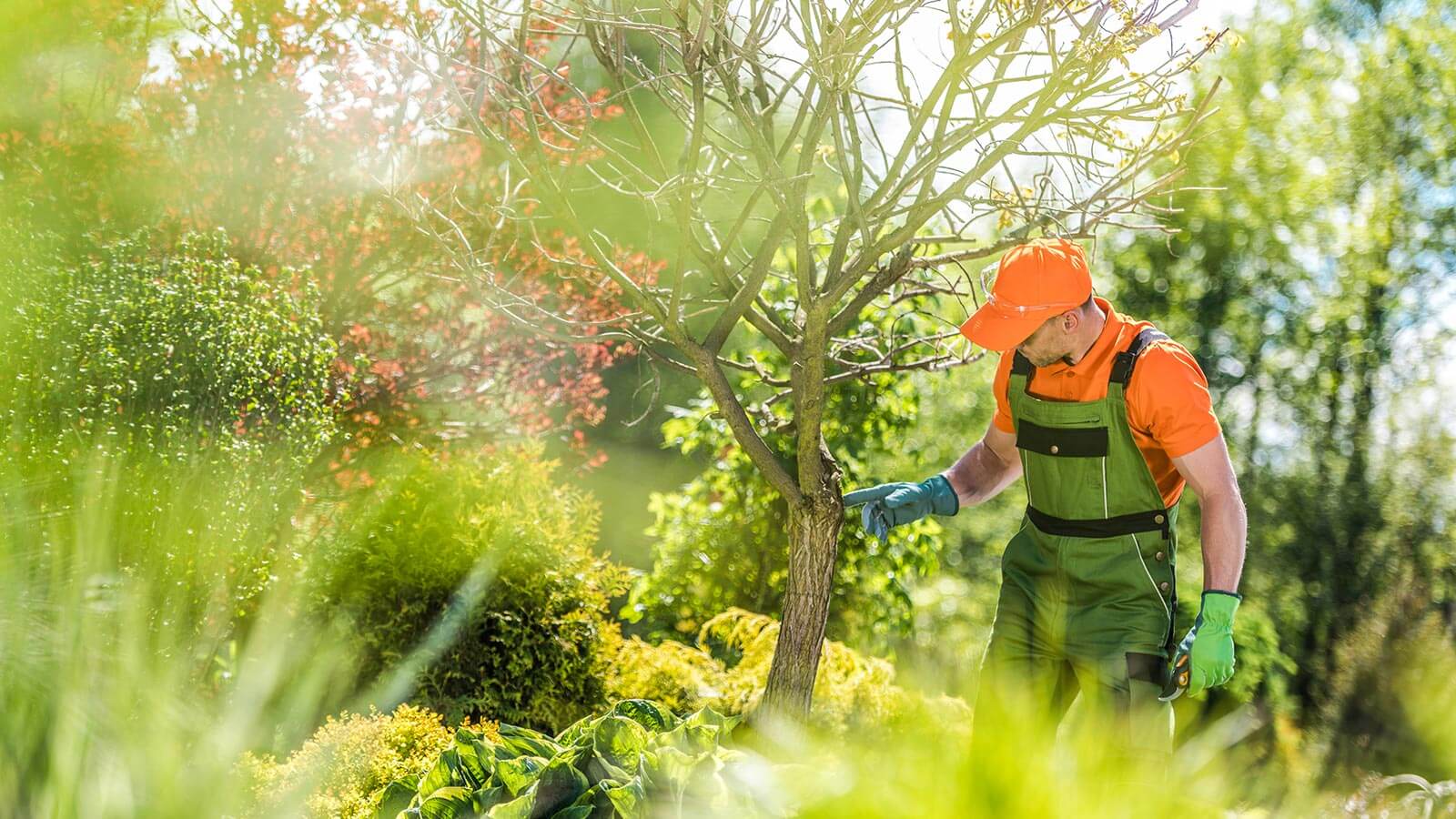 Ein Gärtner der Firma Baumservice aus Bozen prüft die Gesundheit einer Pflanze