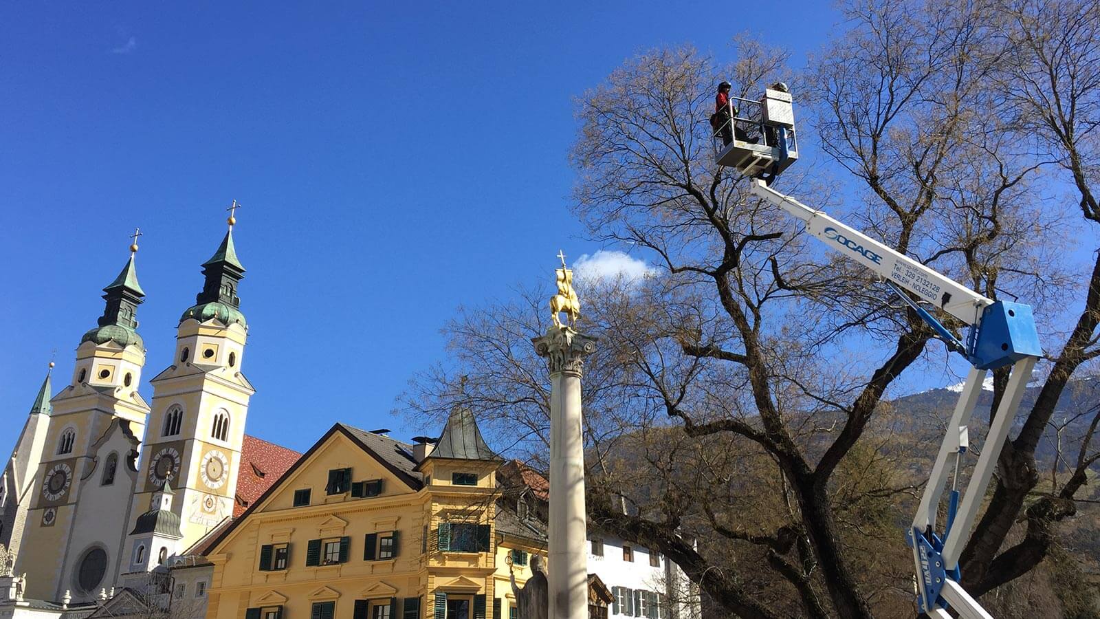 Details zum Pflanzenschnitt in Bozen von Baumservice