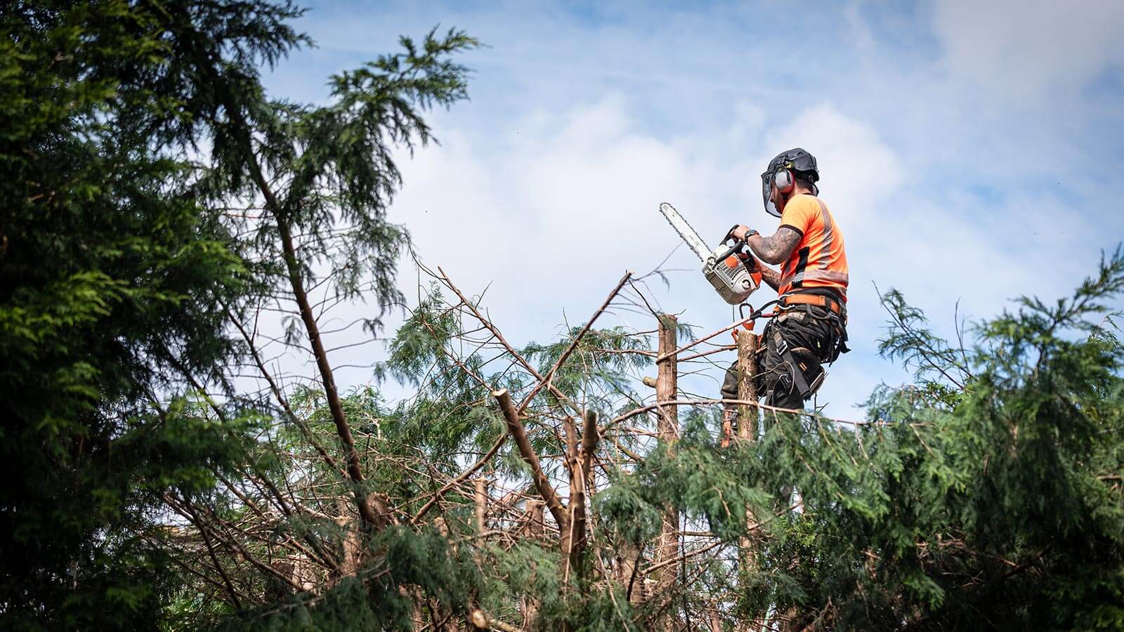 Un arboricoltore durante la rimozione di alcuni rami