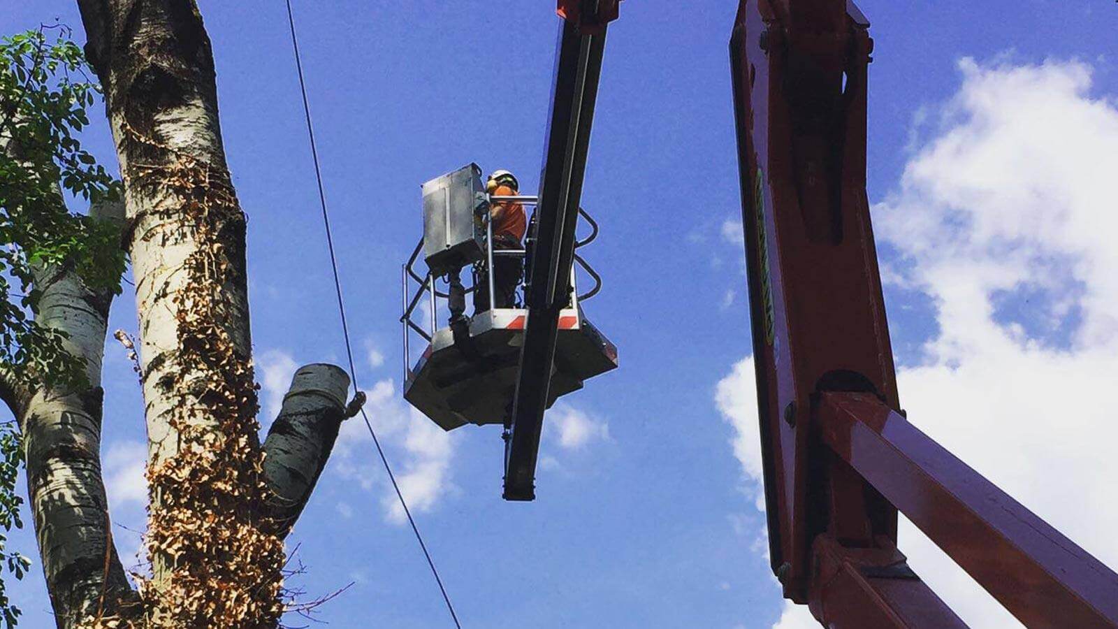 Dettaglio di una carrucola utilizzata per potare gli alberi a Bolzano