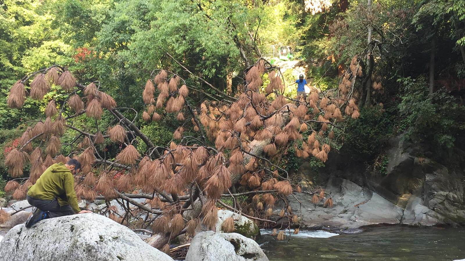 Dettaglio di alcune piante potate a Bolzano grazie agli specialisti di Baumservice